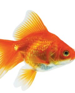 A picture of a goldfish